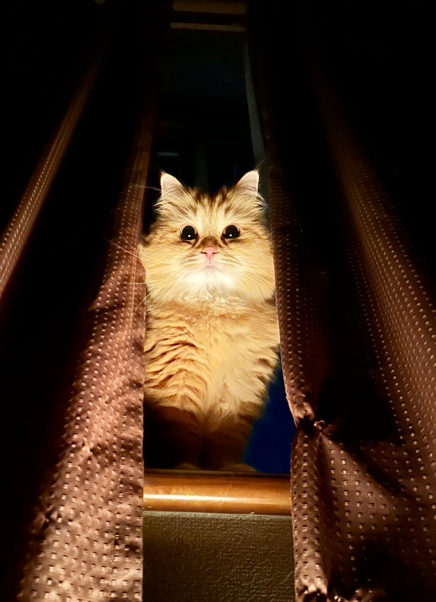 ネコランド (@NEKOLAND13) / Posts / X