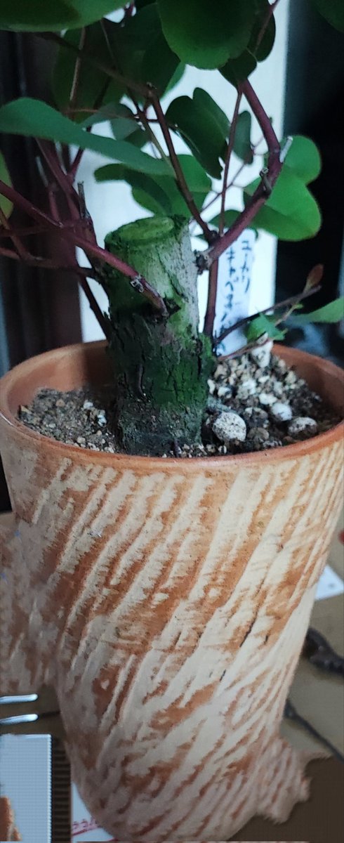 ombugarden's tweet photo. ユニークグリーン様からの福袋が届きました。
見ずらいですが苗鉢植えだけで15本、鉢は1つ10000円近くする高額品を含めて30〜40鉢
普段では買えない量です。
ユニークグリーン様、ありがとうございました🙇‍♂🙇‍♂ https://t.co/nekCOD7dvk