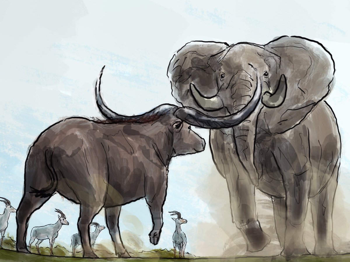 Syncerus antiquus, African bush elephant and Hippotragus leucophaeus