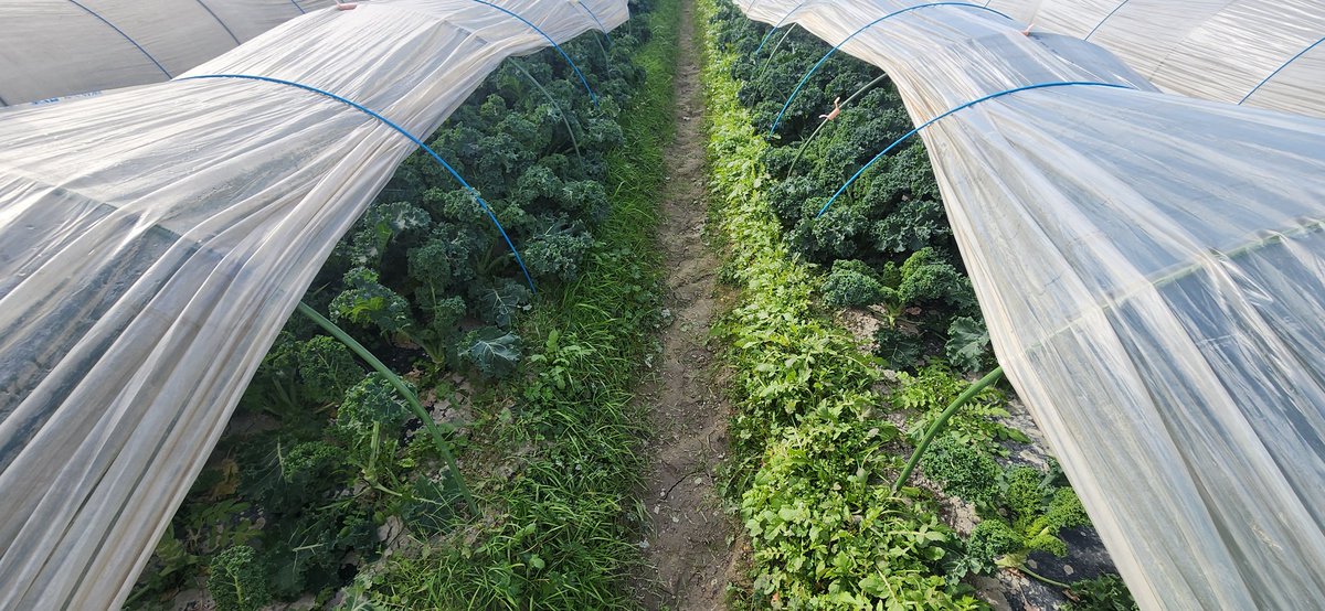 トキタ種苗【公式】 (@TOKITA_SEED) / Posts / X