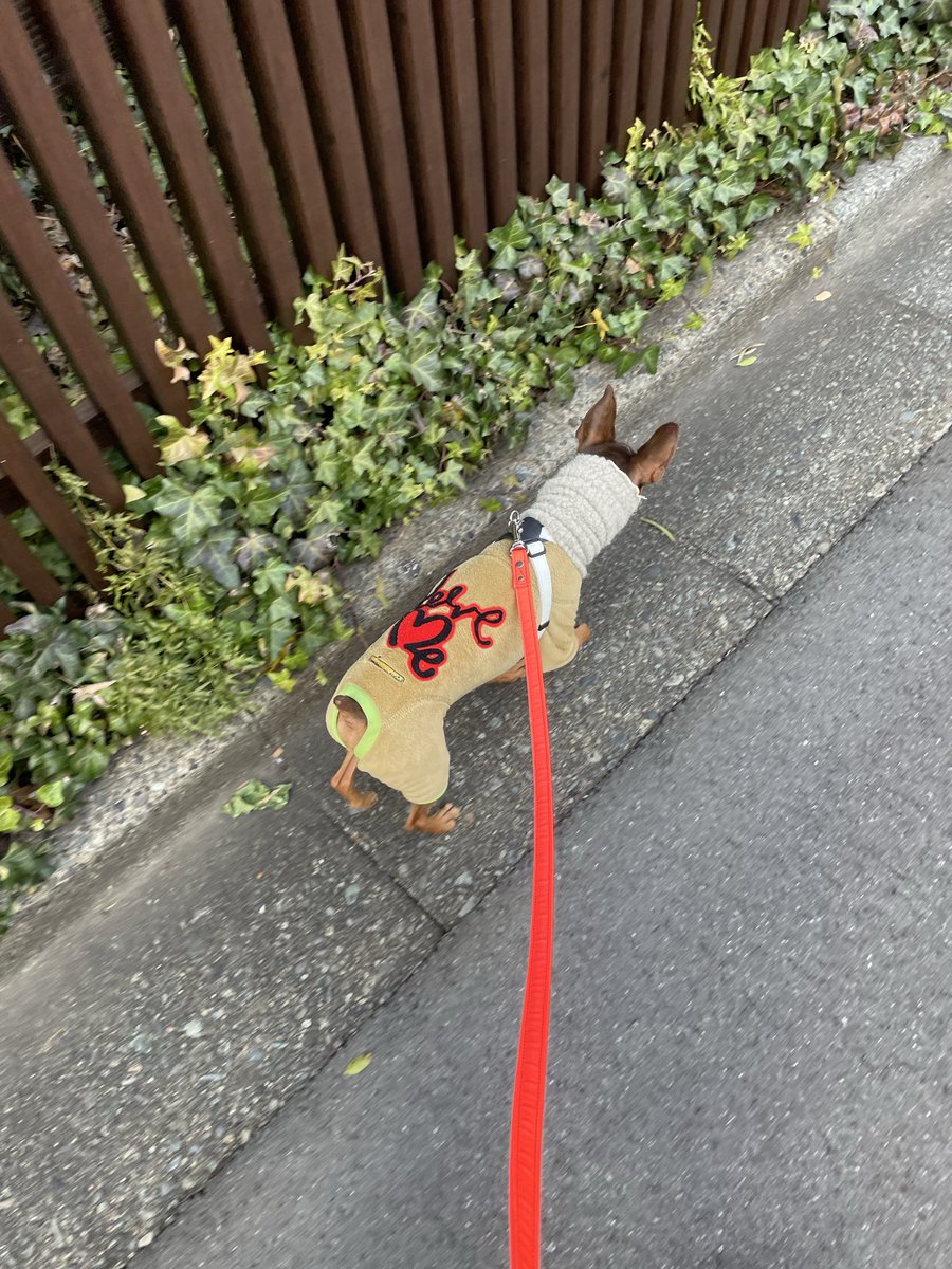 minipinlin's tweet photo. さぶいさぶい
首に巻いてるのは私のレッグウォーマーだよ。２枚組で洗い替えに便利だね🧦🧦 https://t.co/8Fqb6OmLv8
