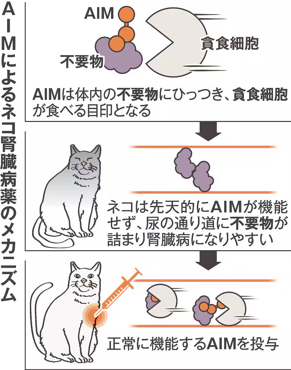 brunhild's tweet photo. ＜独自＞ネコの腎臓病新薬、早ければ年内にも実用化へ　治験終了、4月には国に承認申請 - 産経ニュース https://t.co/kkrb8pglP7 

”宮﨑所長は「ネコ薬開発を通じてたくさんのことを学んだ。ネコに続き、ヒトの『治せない病』の治療につなげたい」と話している。” https://t.co/3Ep03DtRQ3