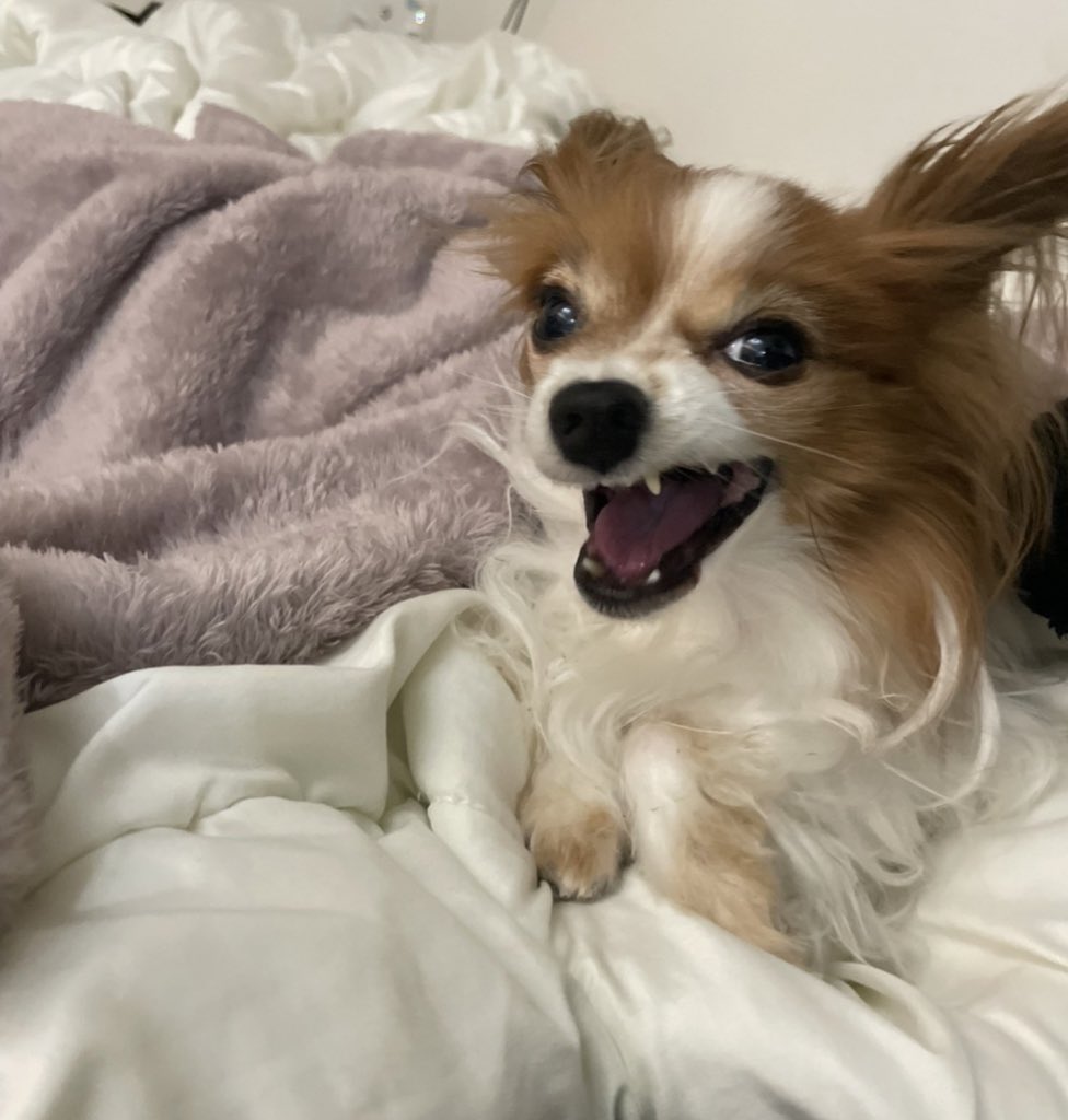 🐶「そんなにサモエドが好きならサモエドと付き合えば！？」