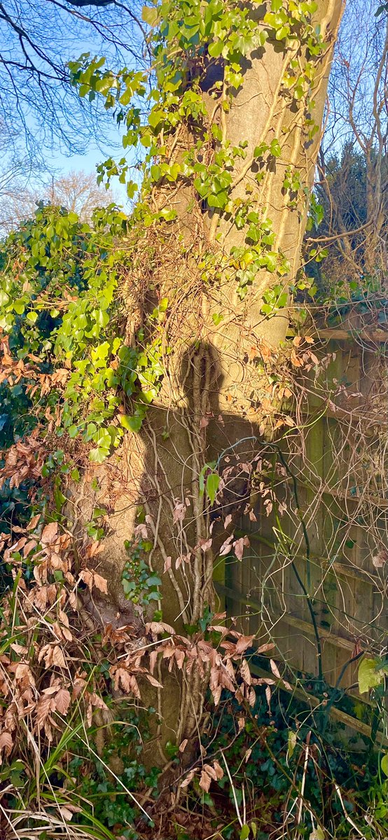 Stifyn1's tweet photo. Hello sunshine #boreda #hellosunshine #garden #naturephotography #winter #wednesday #january https://t.co/ooVOnbEdQV