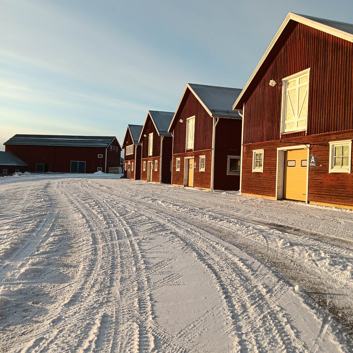 Training in very cold conditions: How does it affect the equine airways? Sample collection for our study is ongoing at Wången in northern Sweden at −25 °C.