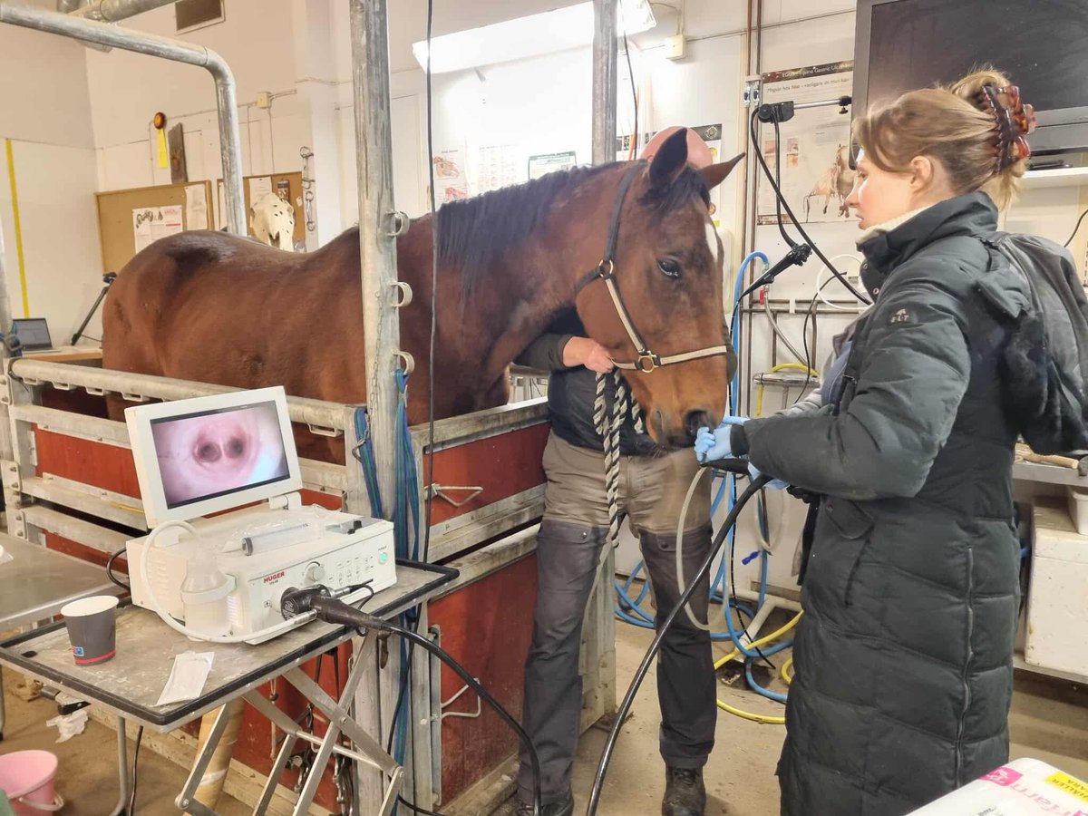 equineasthma's tweet photo. Training in very cold conditions: How does it affect the equine airways? Sample collection for our study is ongoing at Wången in northern Sweden at −25 °C. https://t.co/1Ppe7Puiq3