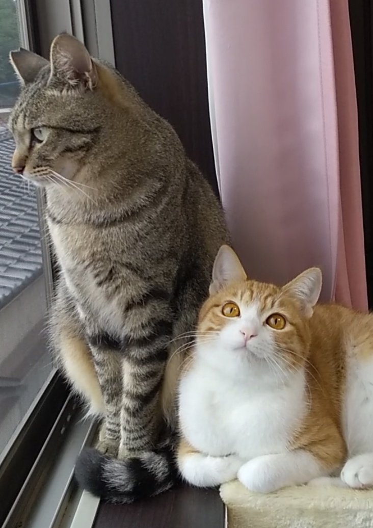 ちびたん 0719-23-30-02 | 遠心機 チビタン-R ｴﾝｼﾝｷ ﾁﾋﾞﾀﾝ-R | 東京硝子器械