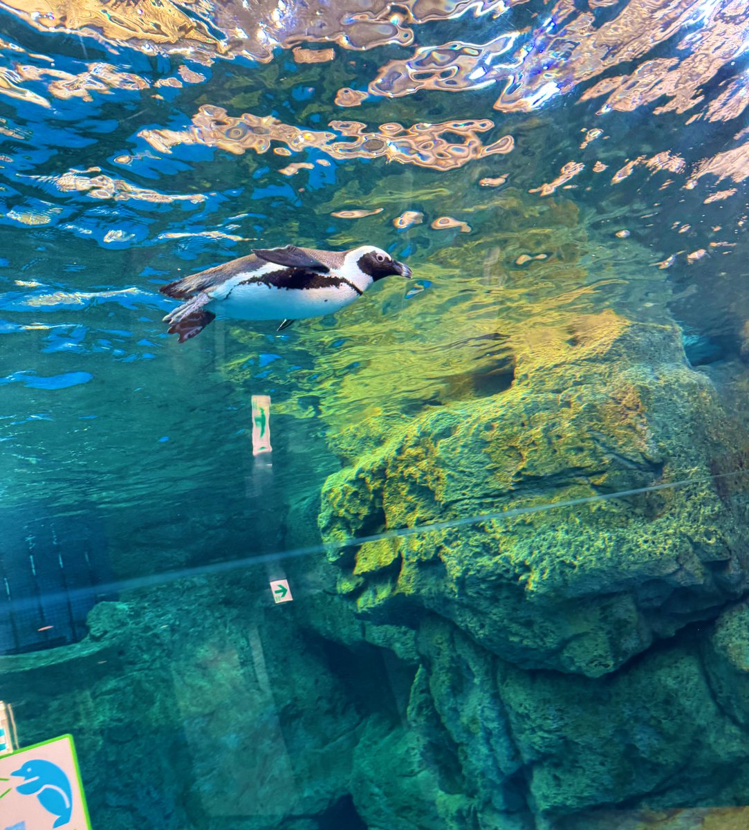 今日はおたつさんと京都水族館にスケッチしてきた〜🐠
黙々と2人で一日中絵を描いて過ごすのデジタルデトックスすぎた癒し🥺 