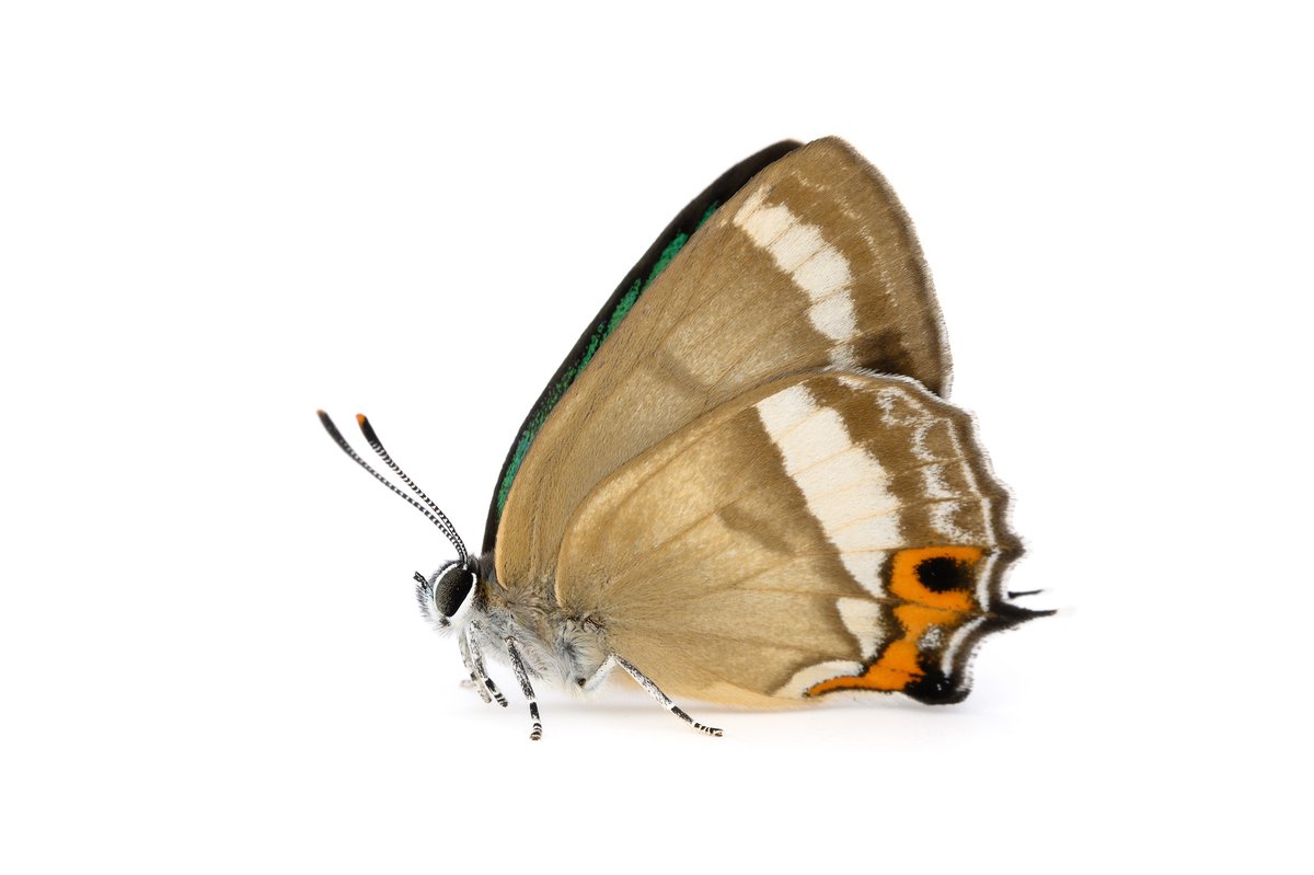 KUDO Seiya (@ze_ph) / Posts / X