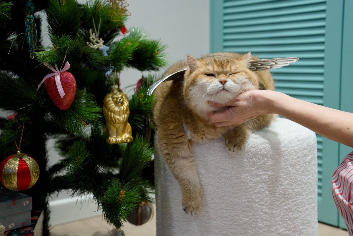 Hosico_cat's tweet image. С Рождеством Христовым! 👼
It’s Orthodox Christmas A today! Merry Christmas to our Orthodox friends!!! 🌟