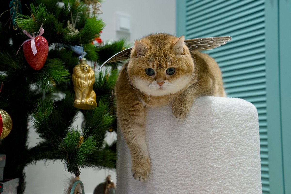 Hosico_cat's tweet image. С Рождеством Христовым! 👼
It’s Orthodox Christmas A today! Merry Christmas to our Orthodox friends!!! 🌟