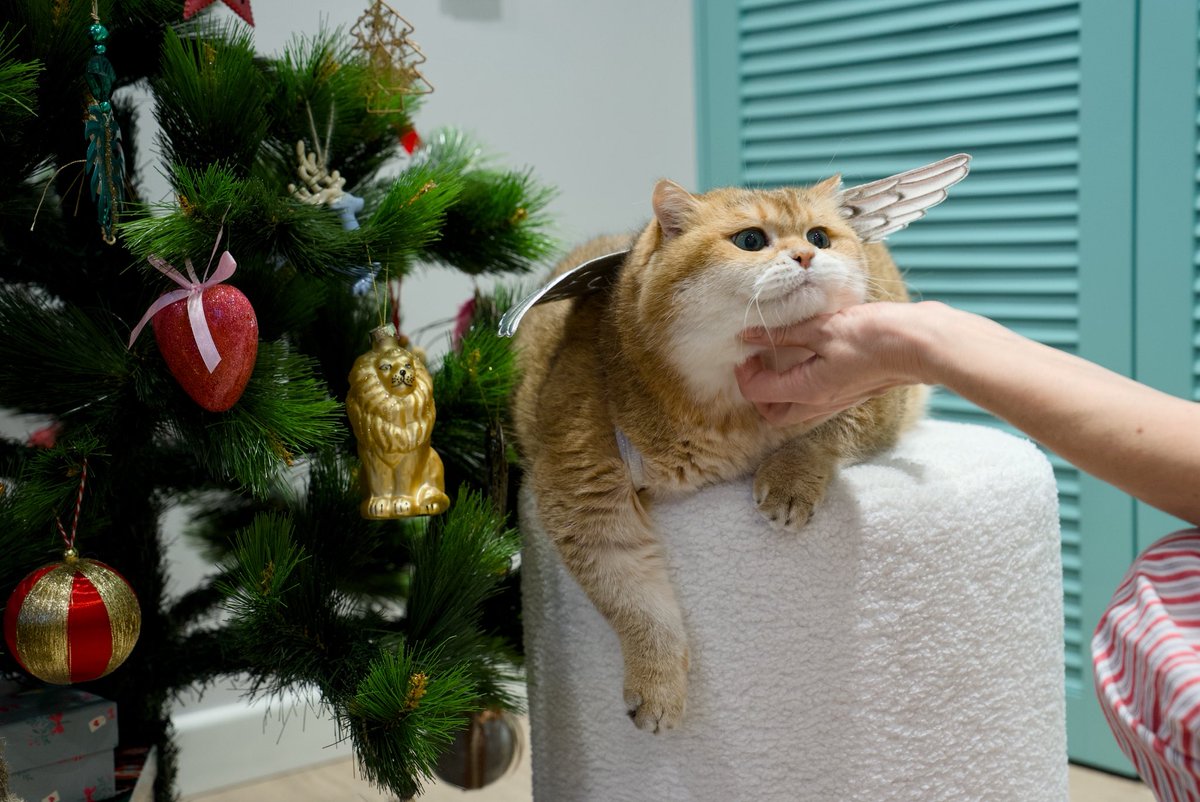 Hosico_cat's tweet image. С Рождеством Христовым! 👼
It’s Orthodox Christmas A today! Merry Christmas to our Orthodox friends!!! 🌟