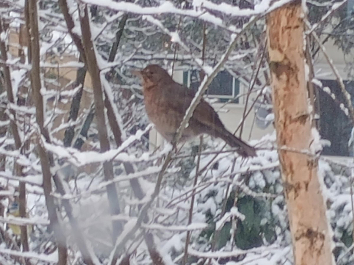 RozemaHilbrand's tweet photo. Wat zijn dit, volgens u? Merels? Lijsters?
Ik vraag het voor een vriend. #dtv #waarneming @waarneming @vogelnieuws @vogelinfo @Sovon @dutchbirding https://t.co/tvZRkfvDBQ