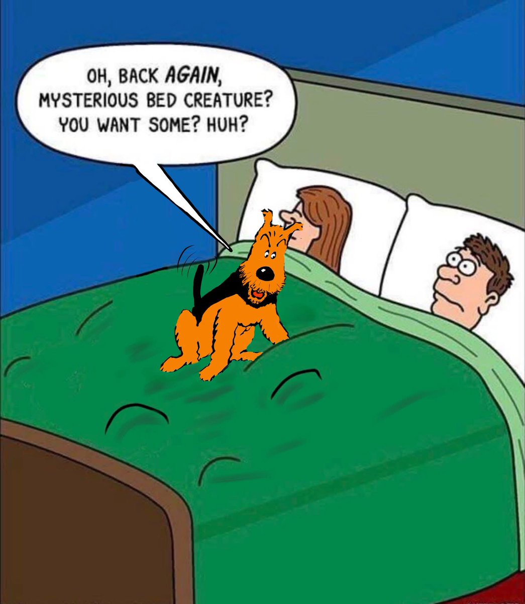 Taniwha (Ta-ne-fa) & Tekeraoi (Tiki-Roy) 🇺🇦🕊💞 (@taniwhaterrier7) on Twitter photo 