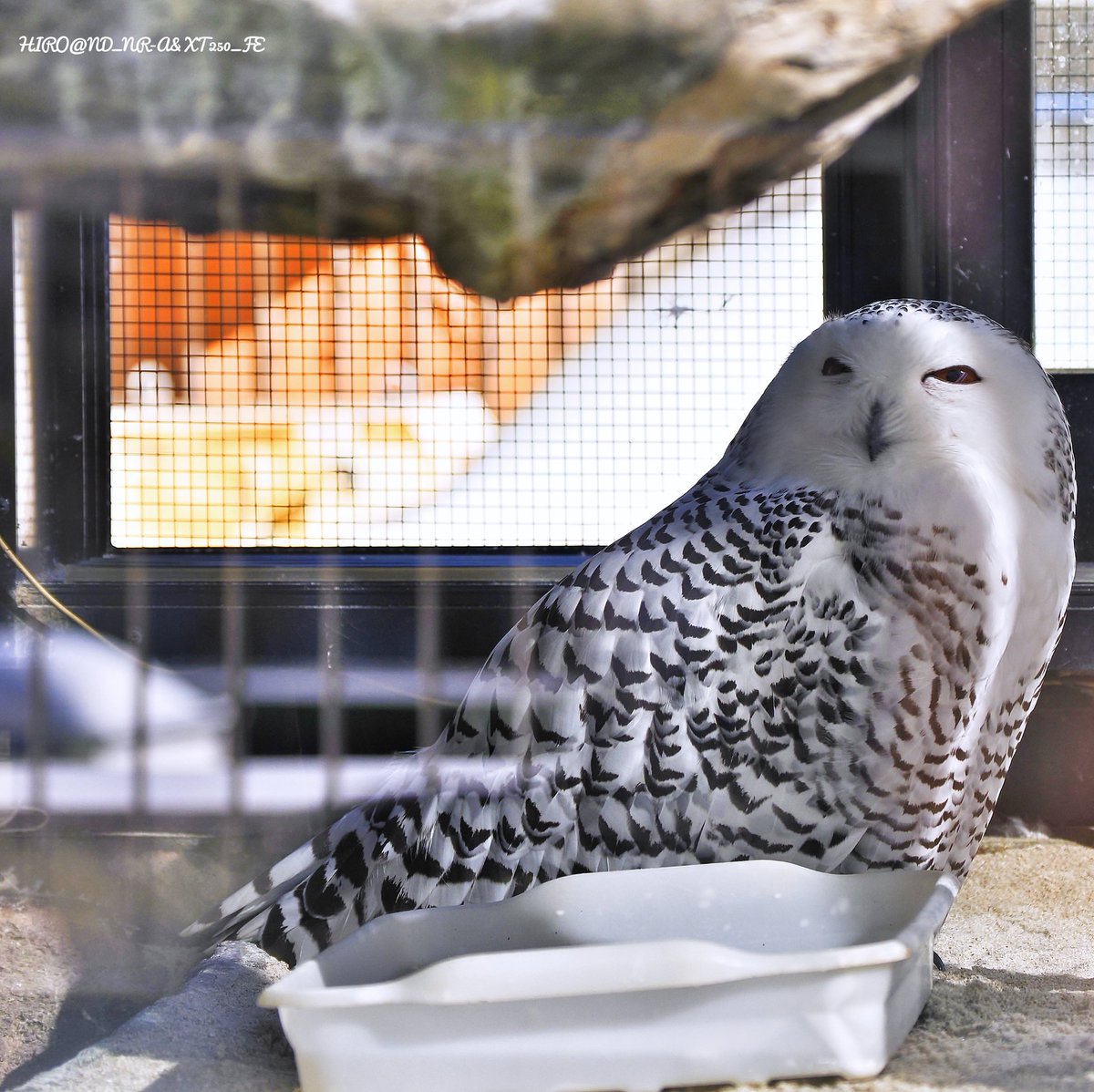 2025.11.28.Fri.☀ #シロフクロウ ♀ #白梟 #snowyowl #buboscandiacus