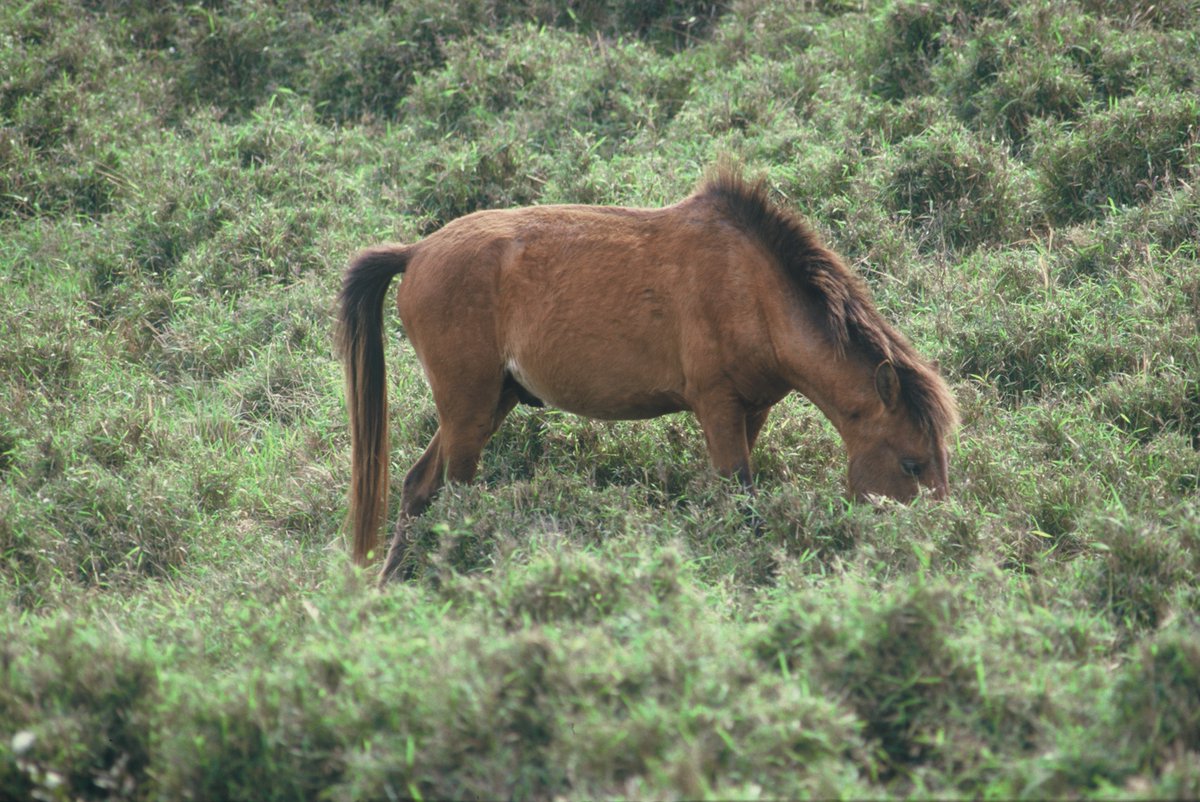 遅ればせながら、新年のご挨拶としての珍しめのウマの写真をお届けします。最終講義で使えそうな写真を探してたら、学部生時代に撮影したヨナグニウマ（台湾がみえる最西端の与那国島にいる半野生馬）の写真が見つかりました。今年もジンルイをよろしくお願いします。