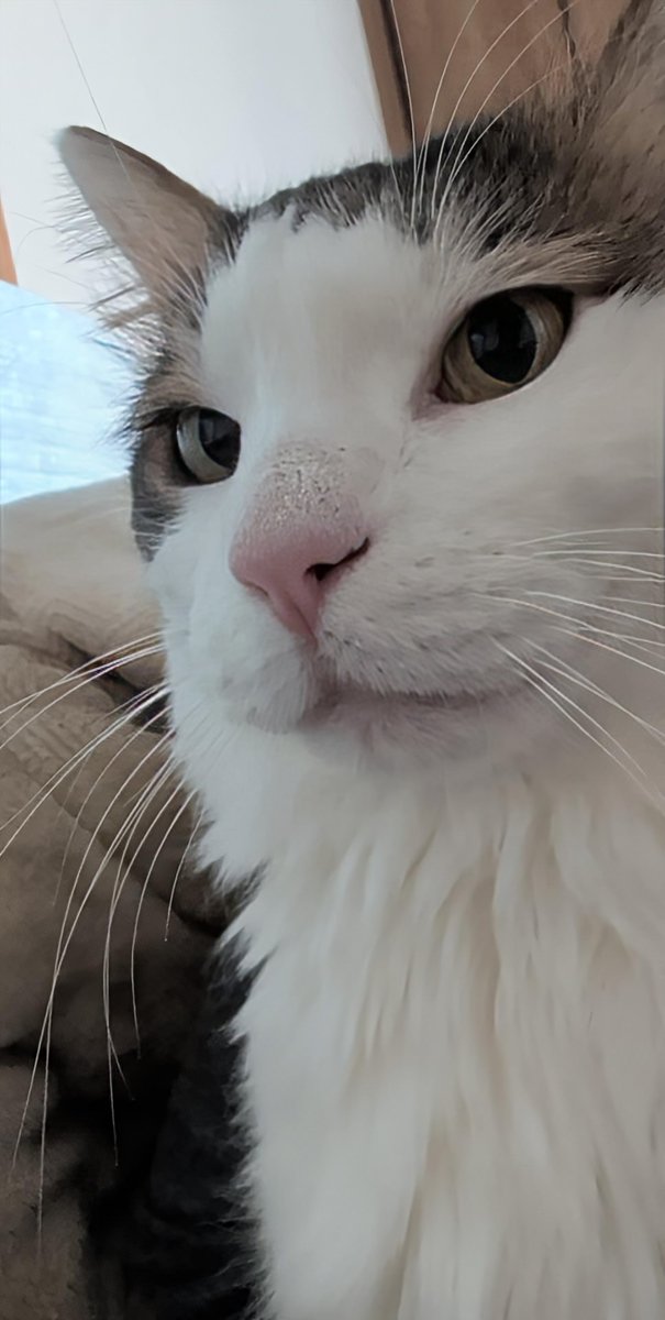 まりもね 61qWIgfinsL._AC_UF350,