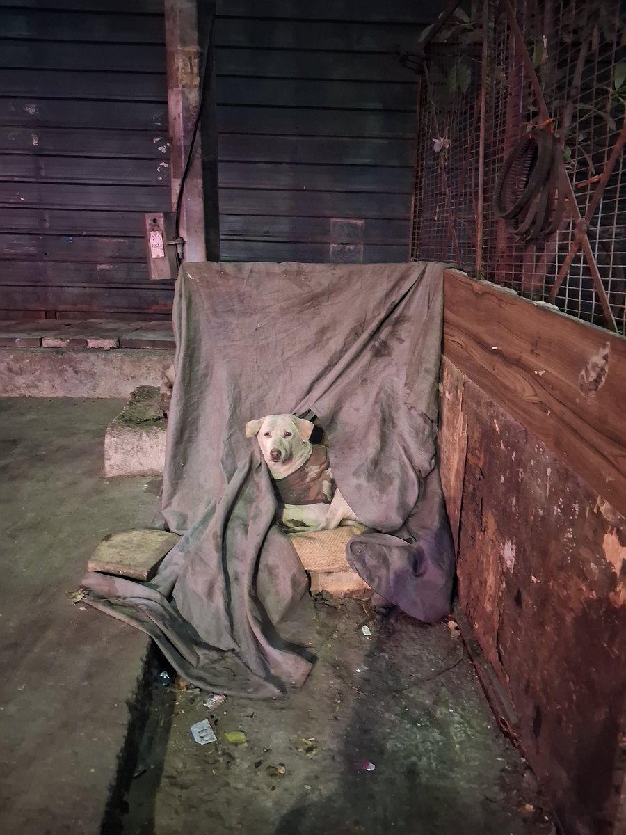 DarPallavi's tweet photo. Kindness never killed anybody,so why not embrace it? 
Chotu,obviously well loved,lives with a puncture waala and a tea stall vendor on a busy pavement. They go home at night but hv made this cozy makeshift shed to keep her warm ❤️ 
Yes, India loves her dogs 🐕 
@indSupremeCourt https://t.co/sIHvCi5rMC