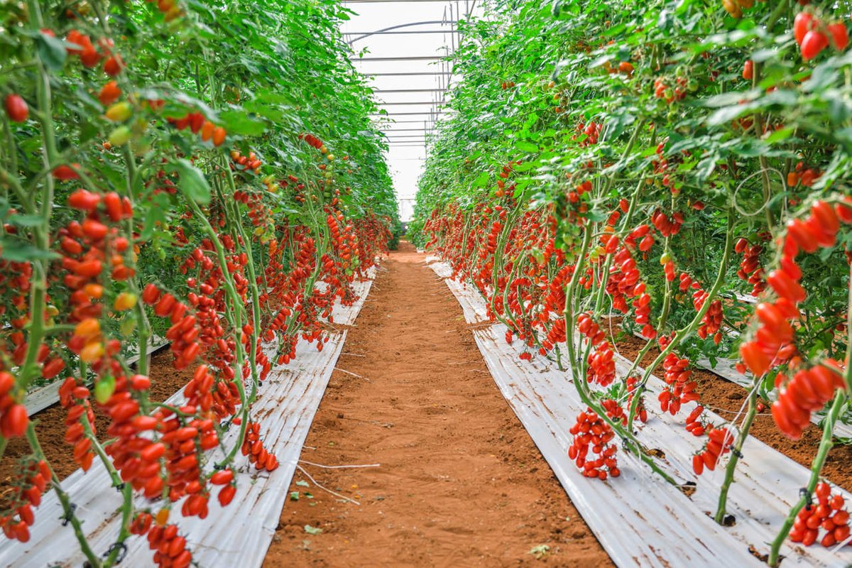 🍅 Il mining che scalda le serre: Canaan trasforma il calore dei miner in riscaldamento green

Canaan ha annunciato un progetto pilota per riutilizzare il calore generato dal mining di bitcoin e impiegarlo nel riscaldamento di serre agricole in Canada. L’obiettivo è trasformare