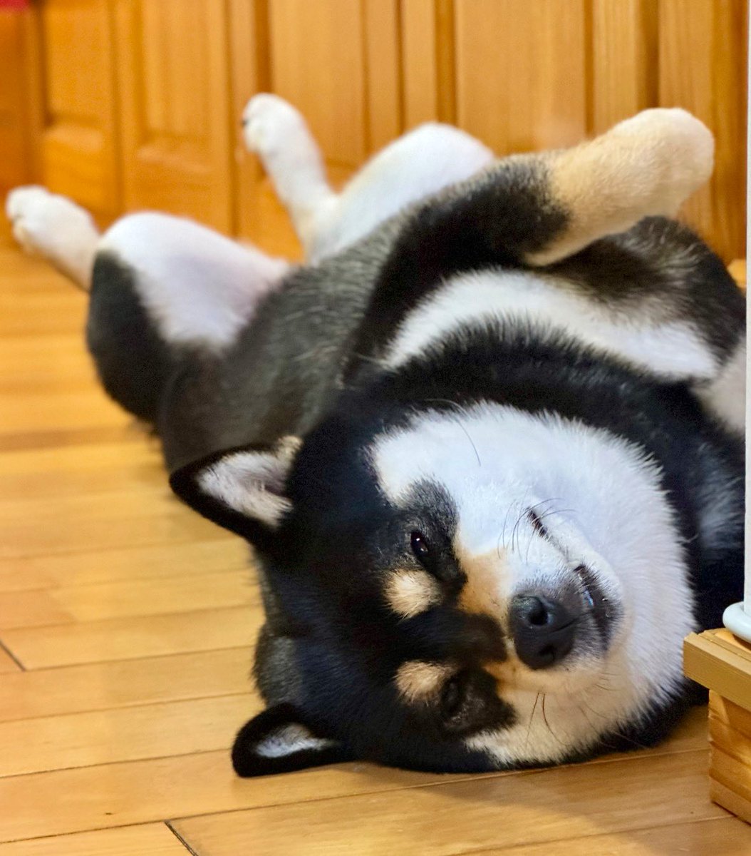 とんすけページです とんすけ (@tonsuke85) / Posts / X