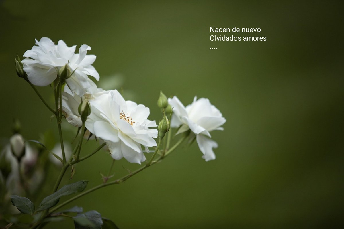 No recanto segredo poesia: Nacen de nuevo poemasnorecantosegredo.blogspot.com/2026/01/nacen-…

Versos blancos heptasílabos y pentasílabos 5-7-5-7-7

#comparteestepoema