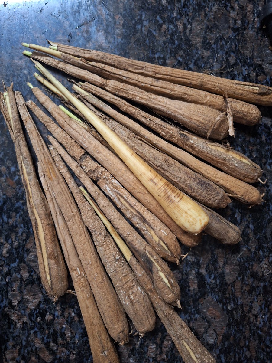 Ananthan_vpr's tweet photo. "Palm kilangu" (பனைக்கிழங்கு) - Palmyra Sprout or Palmyra Tuber, Aiding digestion, controlling blood sugar, and providing iron, calcium, and protein. #Palm #palmyra #palmyrasprout #palmyratuber #Health https://t.co/HNjAi5w65V