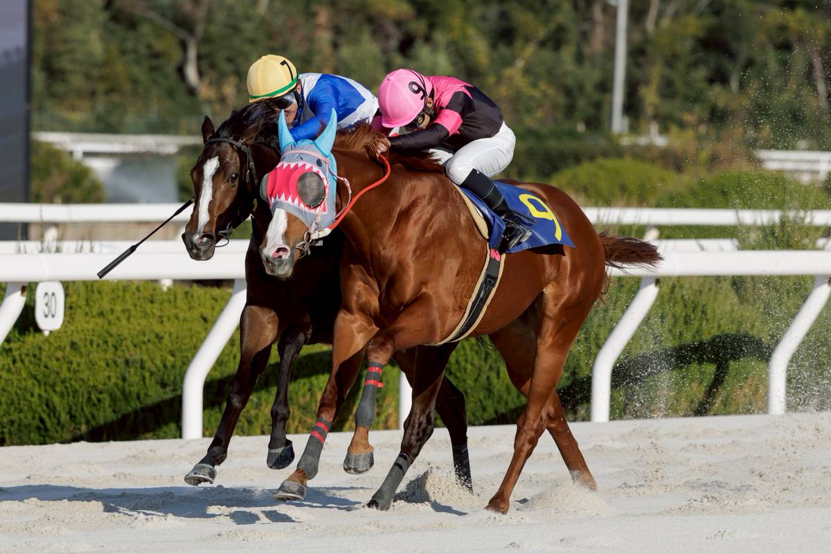 今年の初勝ち✨リュウセイ4勝目🎵
現在、オークション仕入れないと勝ち鞍計算出来る馬が少ないので貴重な勝ちです🌟