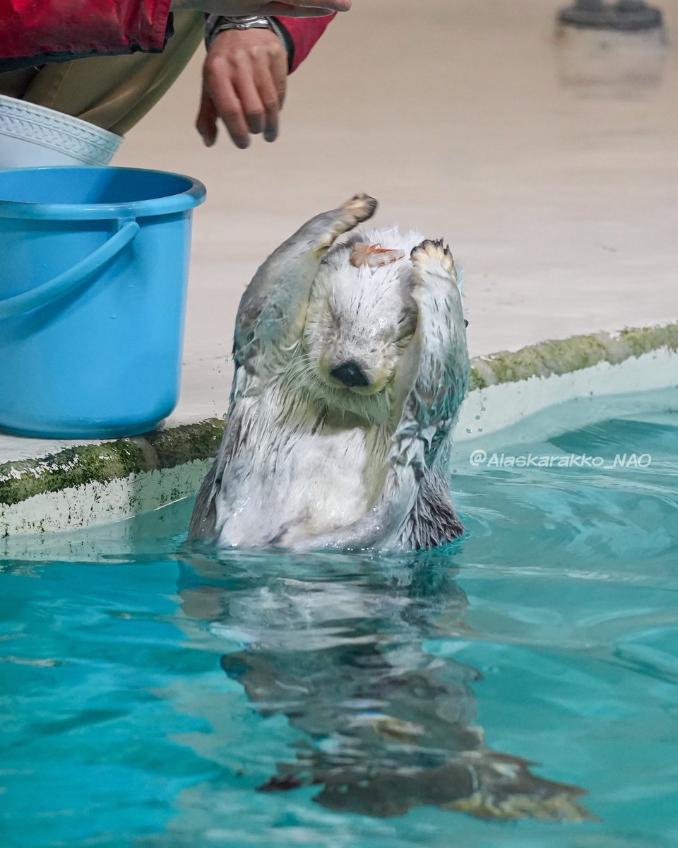 まるまるさま確認ページ♡ まるまる (@maru_kunai) / Posts / X