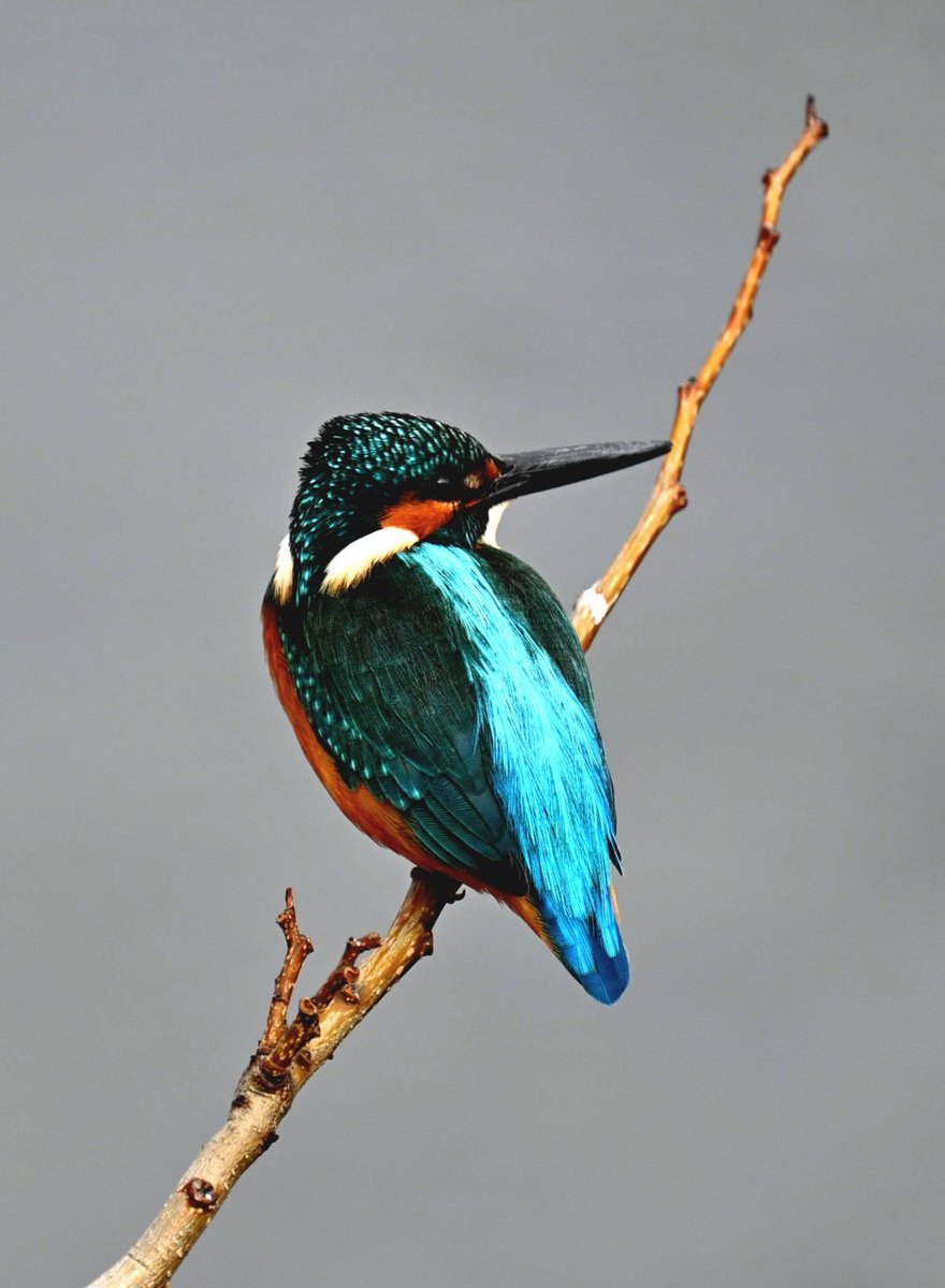 カワセミカラス カワセミ(翡翠) カメラ:NikonZ6iii レンズ:NIKKOR Z 70-200mm f/2.8 VR