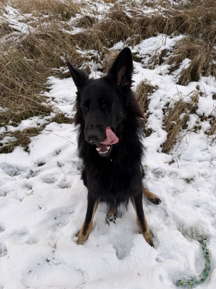 Lenneke Manschot tweet media