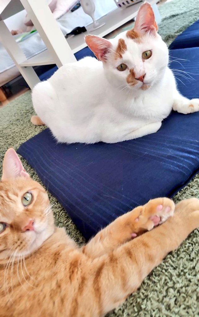 とろちゃん︎︎と🍥 (@tororo0208) / Posts / X