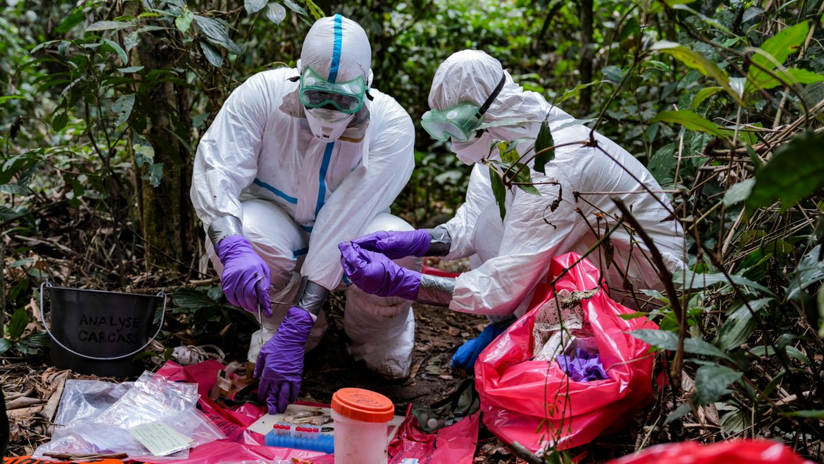 WCS Congo tweet media