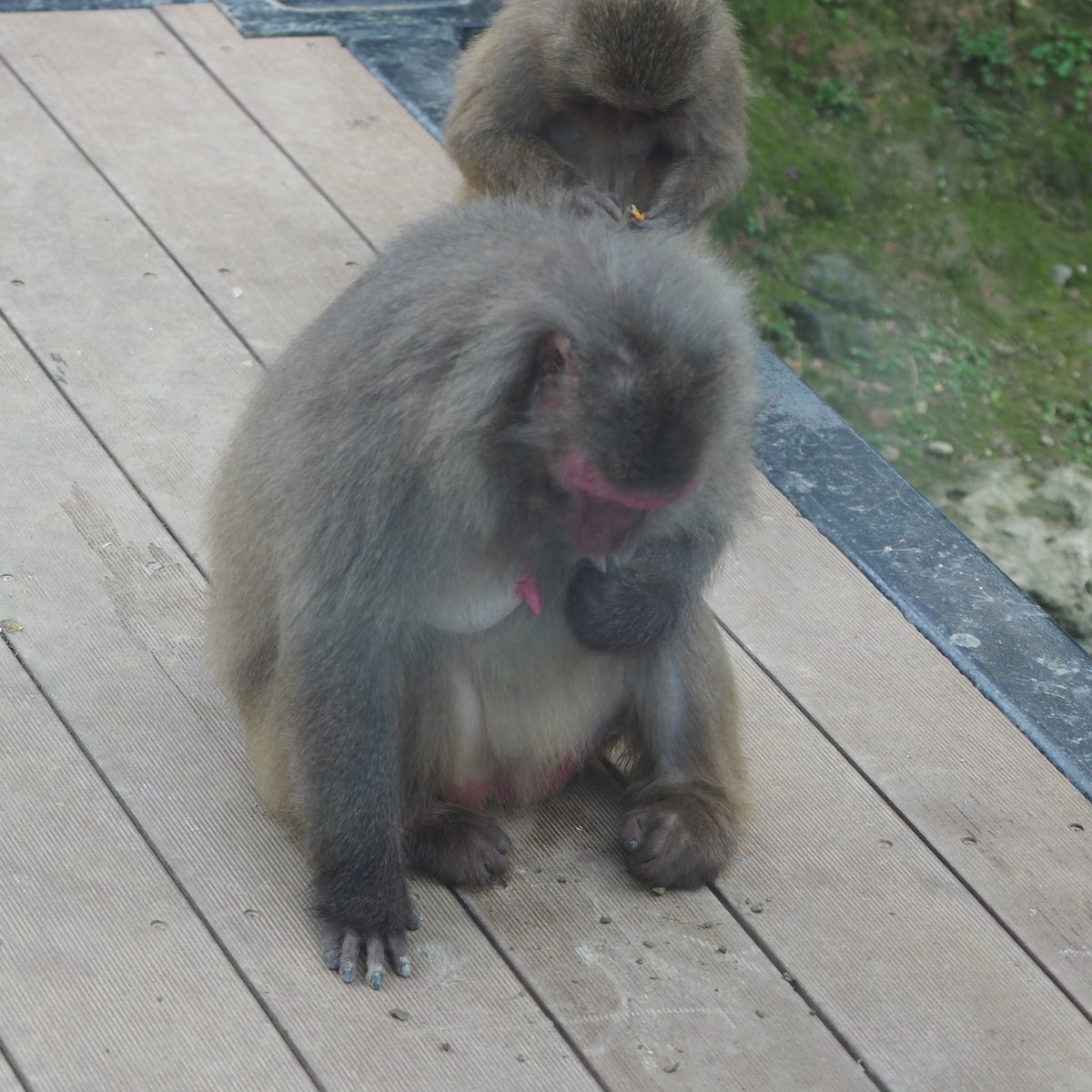 「沖縄こどもの国のヤクシマザル放飼群で頻繁に見られた抱擁行動を含む野生ニホンザルでは稀にしか見られない行動」というやや奇妙な題目の調査報告が、『霊長類研究』最新号に掲載されました。（jstage.jst.go.jp/article/psj/ad…）。写真は自己授乳行動です。