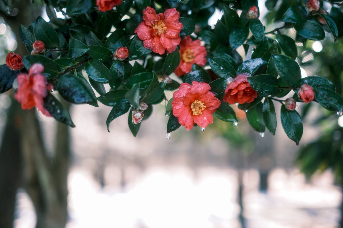 PenPen339's tweet image. 融雪