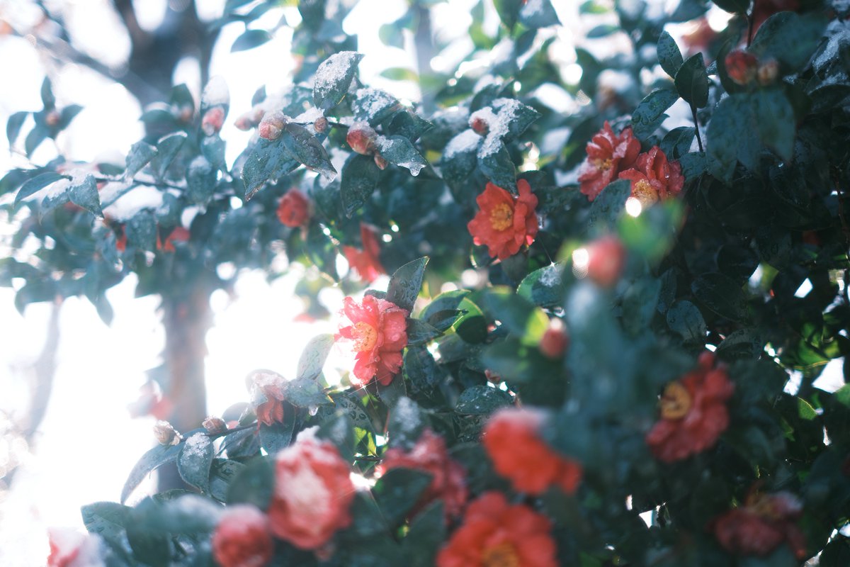 PenPen339's tweet image. 融雪