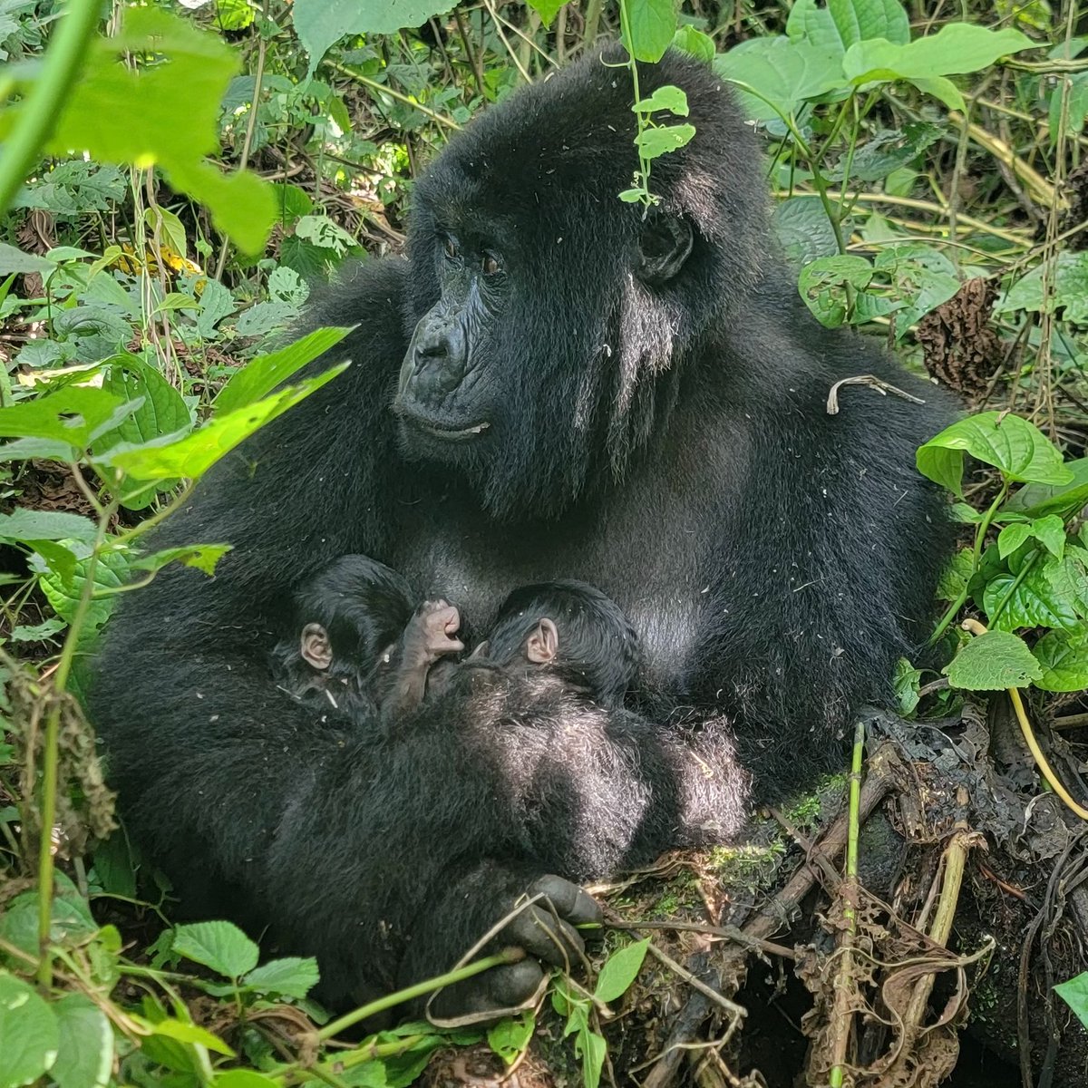 gorillacd's tweet image. Le Parc National des Virunga a le plaisir d’annoncer un événement rare : la naissance de jumeaux gorilles de montagne dans la famille Bageni, observée le 3 janvier 2026 par nos pisteurs communautaires.

Cette première naissance de 2026 porte à 59 le nombre de membres de la…