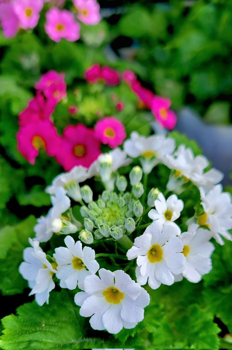 ちゅん chunma_art202010.jpg?impolicy=