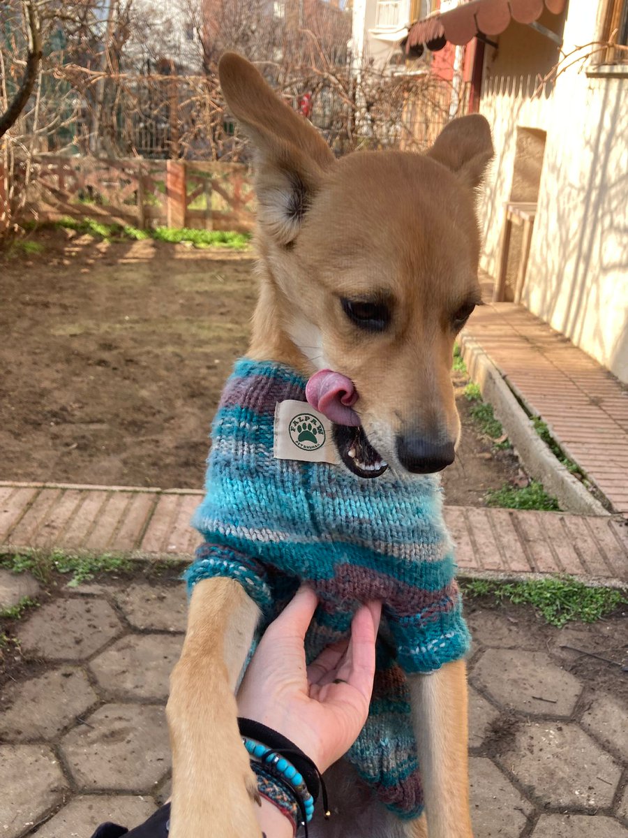 Gördüğüm en yalama meraklısı köpek Lily olabilir. Bütün iletişimi bunun üzerine. Sevgi gösterecek hop yapıştırıyor binlerce dil darbesi yüzüne yüzüne. Ellerin boştaysa ellerinin bi tadına bakar. Bir şey isteyecekse de hemen şak şuk diller. Kendini temizlerken yanındaysan bir