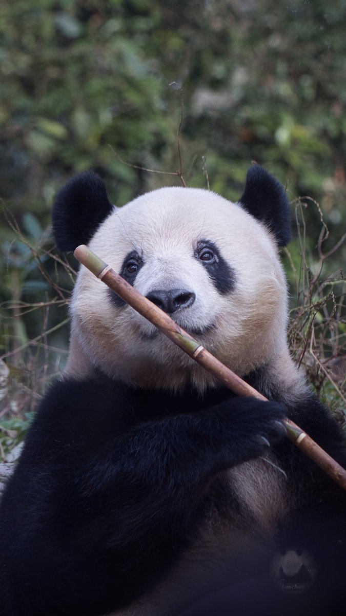 シャンシャン　パネル thumb_panda69.jpg