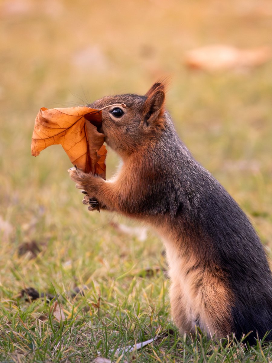 Aykırı tweet media