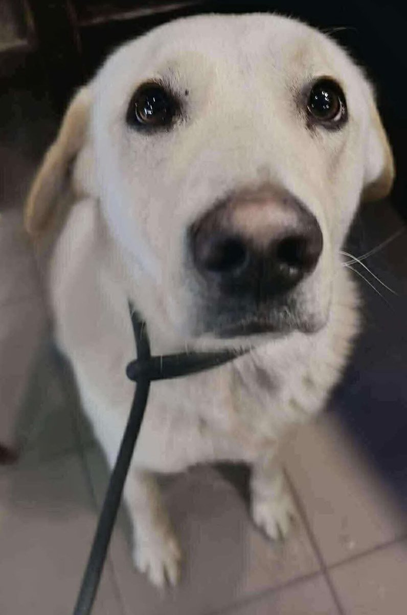 SCD_Rescue's tweet image. 💔URGENT HELP NEEDED💔

I'm sure everyone has seen some of the images of the thick snow they have in Bosnia atm, conditions are extreme and some of our rescuers are struggling to even get out to feed the street dogs 💔

But that didn’t stop this boy being dumped in the pound…