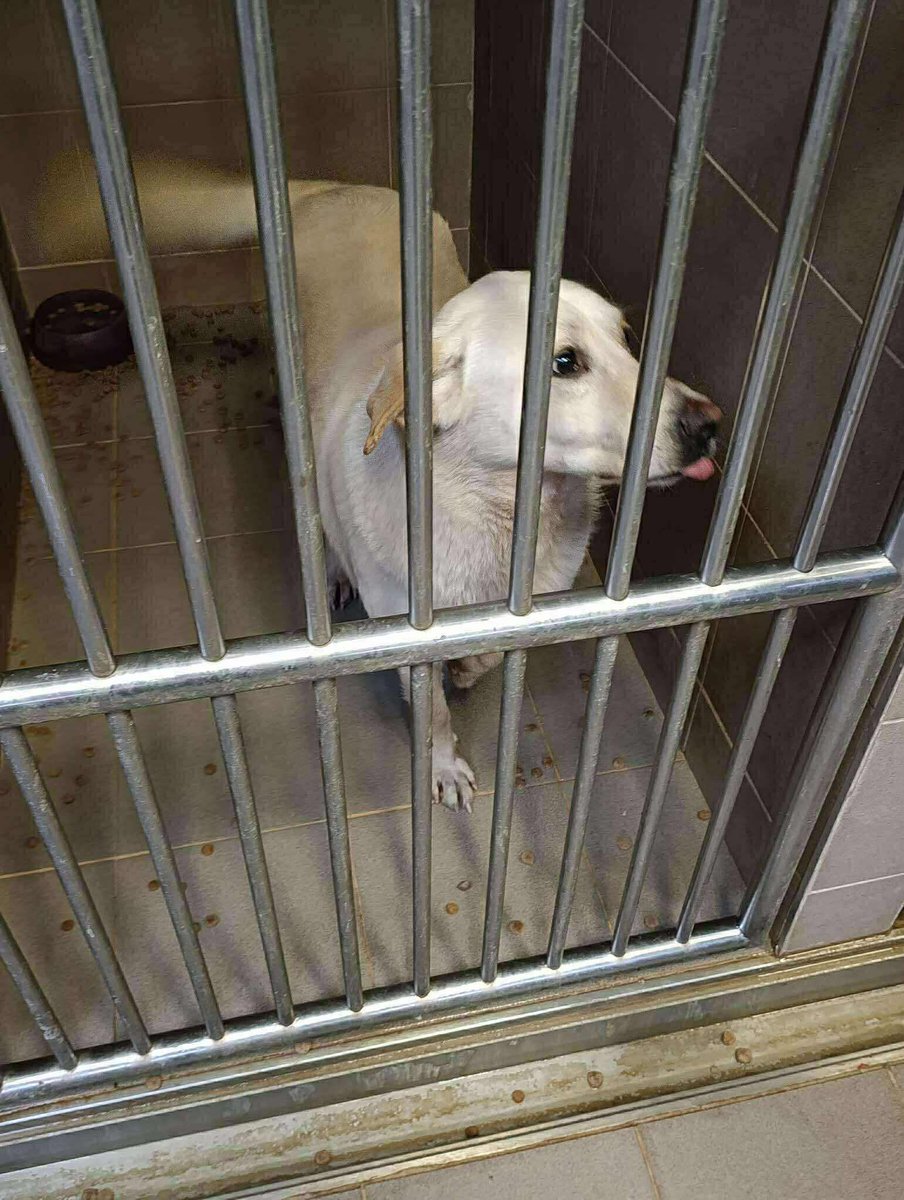 SCD_Rescue's tweet image. 💔URGENT HELP NEEDED💔

I'm sure everyone has seen some of the images of the thick snow they have in Bosnia atm, conditions are extreme and some of our rescuers are struggling to even get out to feed the street dogs 💔

But that didn’t stop this boy being dumped in the pound…