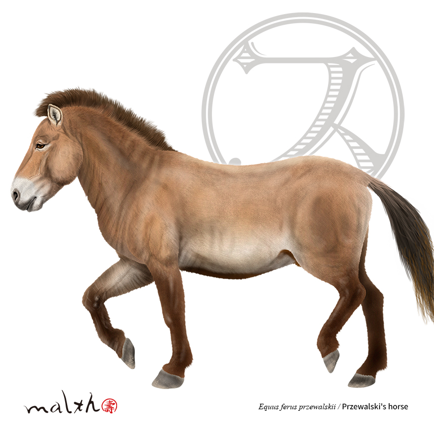 哺乳綱奇蹄目ウマ科ウマ属ノウマ／モウコノウマPrzewalski's horse シマウマとノロバを除いた現存する唯一の野生種の馬と思われている。#動物イラスト #午年 #モウコノウマ #MongolianWildHors