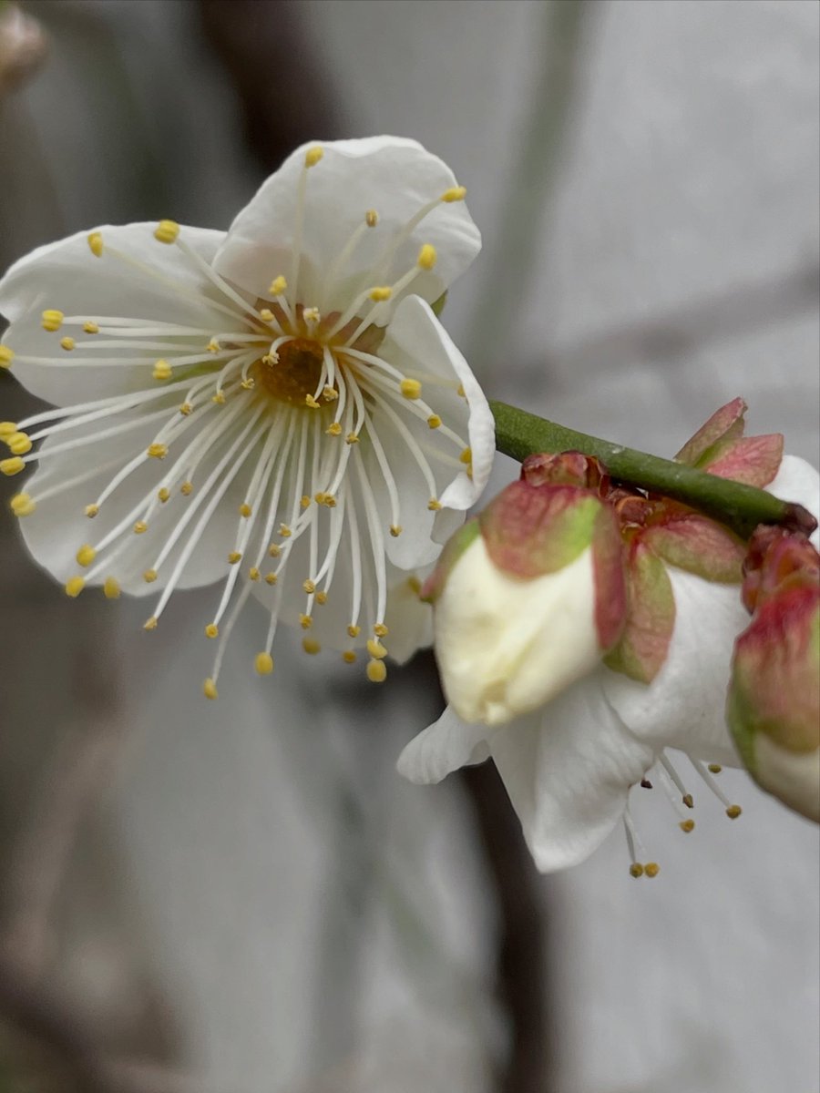 One_Copain's tweet image. One copain明日8日(木)より営業です。
12日(月)は浦賀ホワイトドッグさんで早朝サンドウイッチ販売日です。今回もカフェ&amp;amp;ワインみやまささんも参戦です。お楽しみに😊

⭐️バナナとクランベリー入りマフィン
⭐️抹茶スコーン
今週はブレットチップ無しです❌

今週もよろしくお願いします☺️