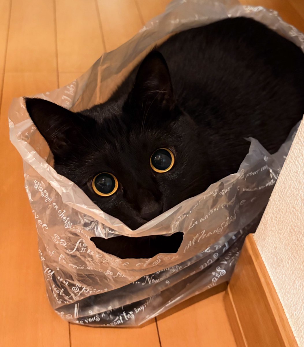 黒猫 くろねこ みいたろう (@kuro0302cat) / Posts / X