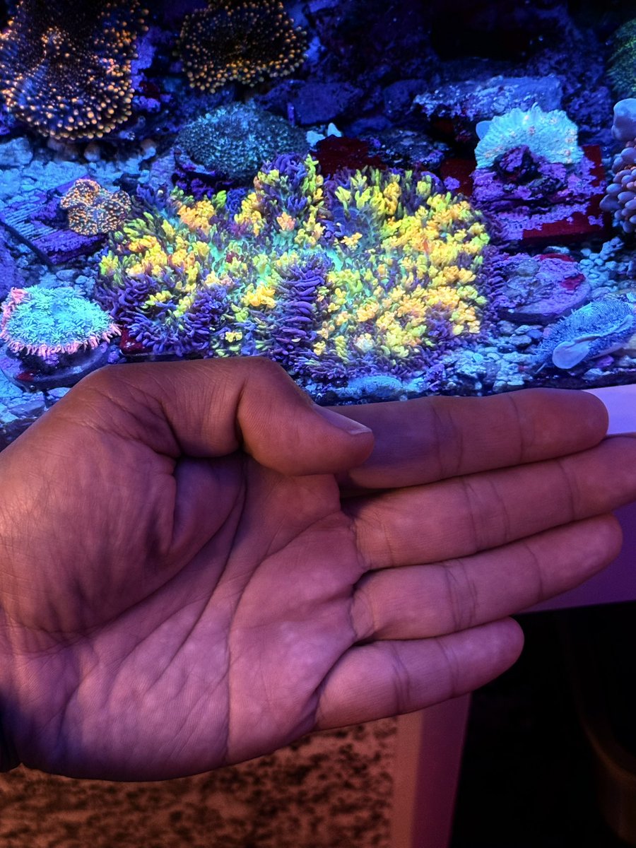 マジックカーペットマッシュルーム🍄
もうカットするか🪸✨