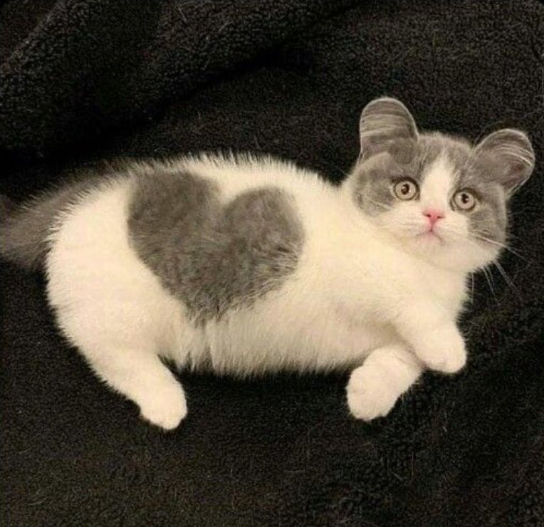 kadirmidedinsen's tweet image. Şans kedisi favlarsan mutlu haberler alacaksın