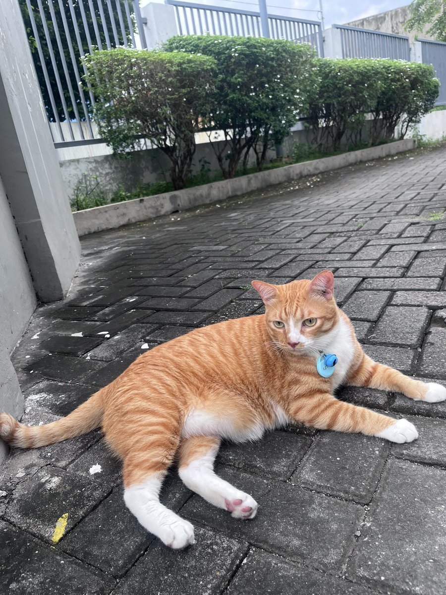 Ganteng ganteng perutnya mleber