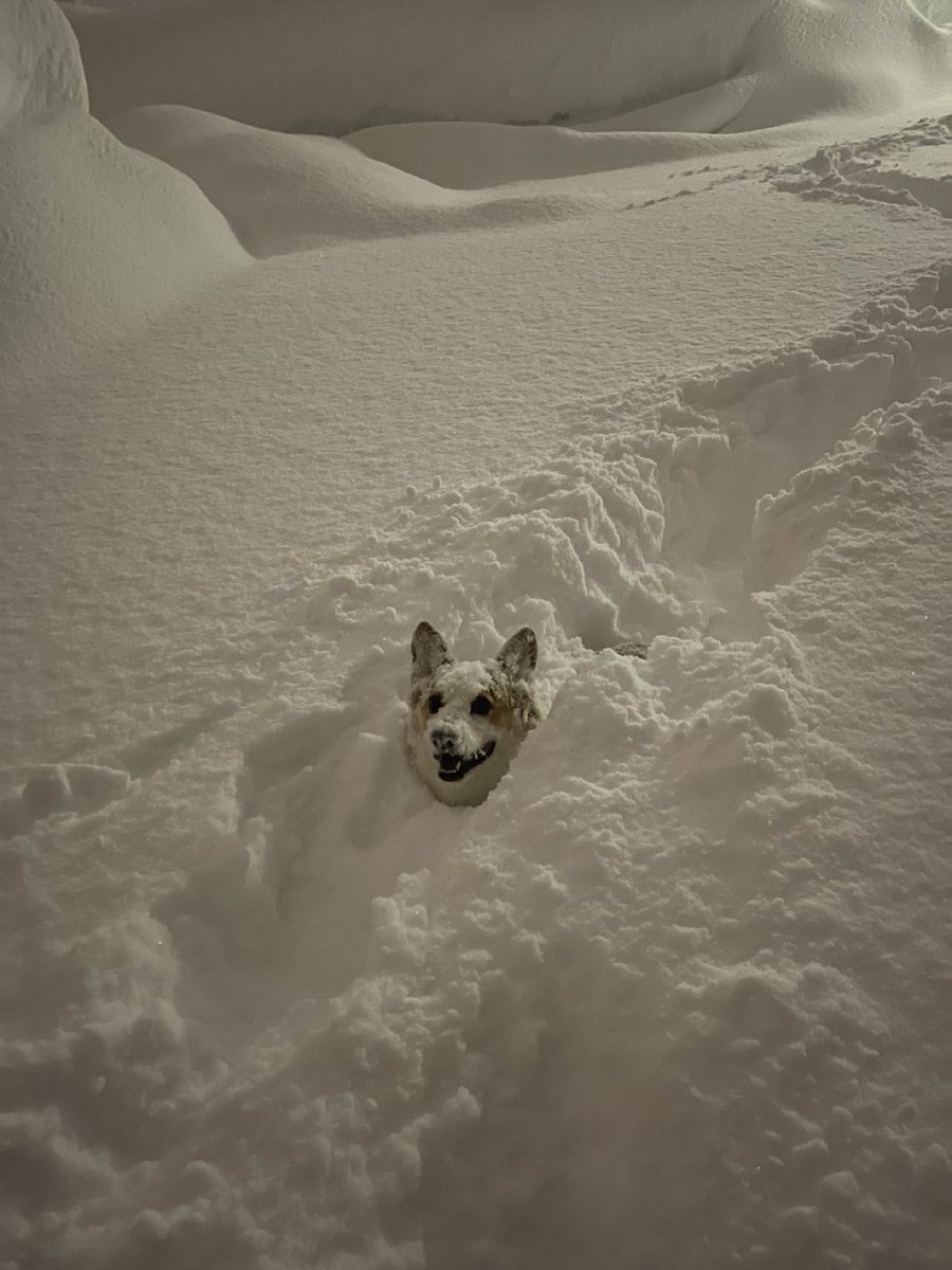 animalkyat's tweet photo. 北海道雪ヤバい… https://t.co/XRqOTAZJDp