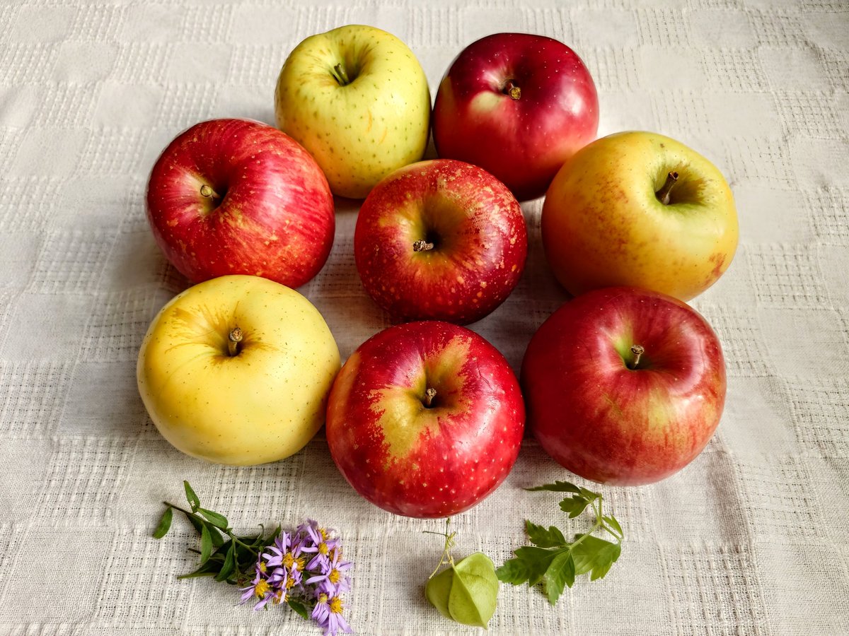 名もないりんご 食べてみたら どんな感じでせよか